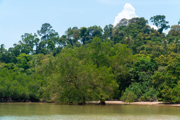 istock Tropical trees and mangrove forest on white sand beach against cloudy blue sky, seascape view from the white sand beach at a low tide period, Endau, Malaysia 1330731453