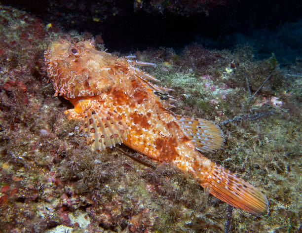 istock Red Scorpionfish (Scorpaena scrofa) in the Mediterranean Sea 1330731454