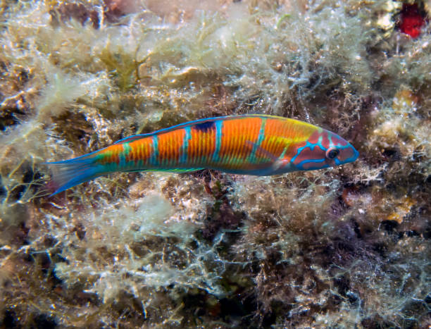An Ornate Wrasse (Thalassoma pavo) in the Mediterranean Sea An Ornate Wrasse (Thalassoma pavo) in the Mediterranean Sea thalassoma pavo stock pictures, royalty-free photos & images