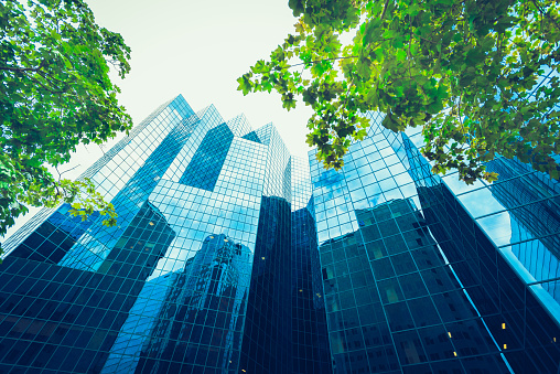 One big tree among concrete buildingsBig trees in the city help reduce the summer heat