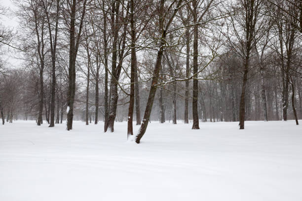 hiver glacial après des chutes de neige avec des arbres à feuilles caduques nus - 2653 photos et images de collection