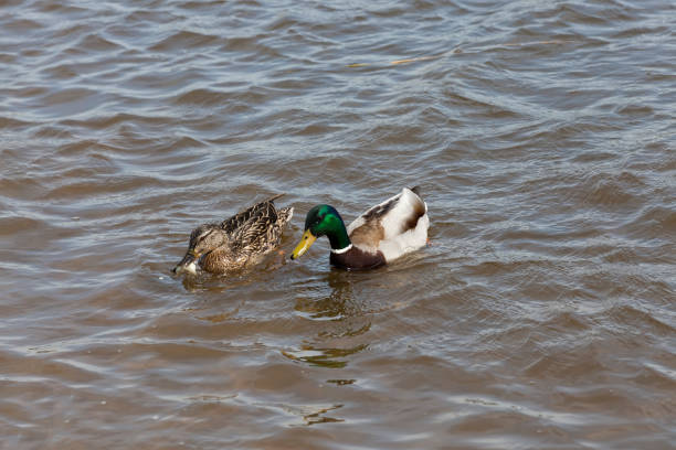 istock waterfowl ducks in spring or summer, waterfowl wild birds 1330733243