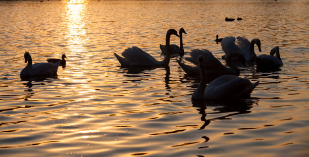 istock floating on the water a group of white Swan 1330733269