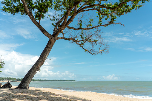 Tropical beach and green tree with blue sky background. Scenery white sandy beach and tree with shadow at Desaru Coast, Malaysia