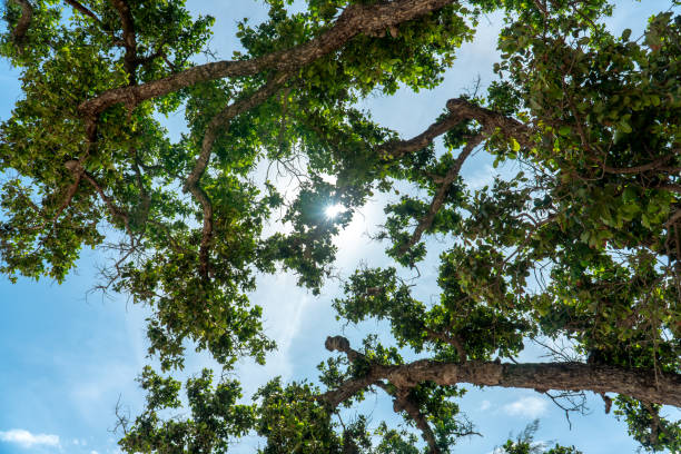 istock View up through green trees with branches and sun shining flare on blue sky 1330734804