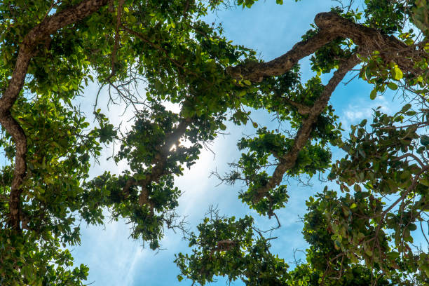 istock View up through green trees with branches and sun shining flare on blue sky 1330734844