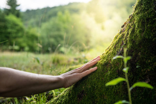 connecting with nature - respect imagens e fotografias de stock