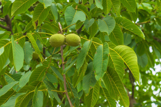 зеленый грецкий орех на ветке дерева - american walnut стоковые фото и изображения
