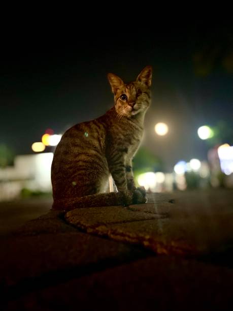 istock Closeup night view of cat 1330737217