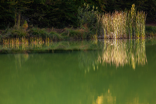 Reeds Autumn at Burnuk Golet (Pond - Lake) - Bürnük Gölet