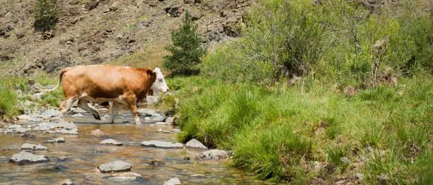 Cow on mountain pasture grazing the grass near mountain stream. Beautiful summer scenery in mountains. Harmony with nature