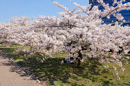 Sakura. Japanese cherry blooms in Vilnius, Lithuania.