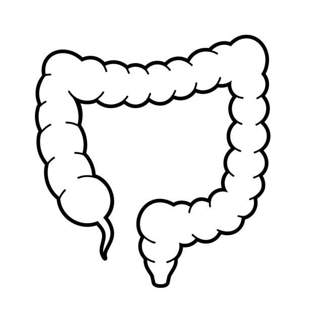symbol für großdarm- oder darmvektorumriss - darmspiegelung stock-grafiken, -clipart, -cartoons und -symbole