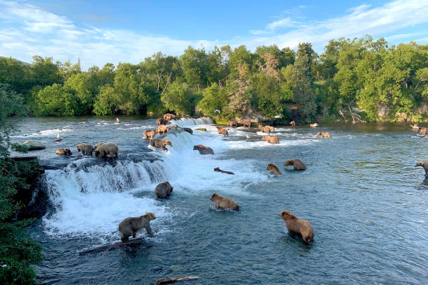 osos pardos en brooks falls en el parque nacional katmai, alaska - brown bear alaska katmai national park animal fotografías e imágenes de stock