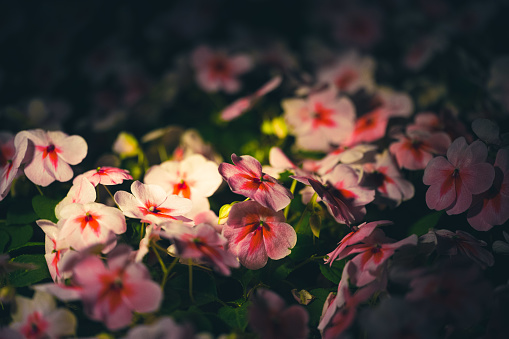 Close-up of a flowerbed at night.