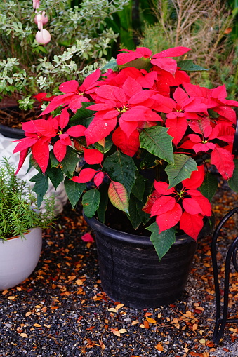 Red Poinsettia plant flower background