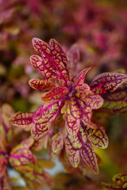 istock Red and Yellow leaves background 1330745891