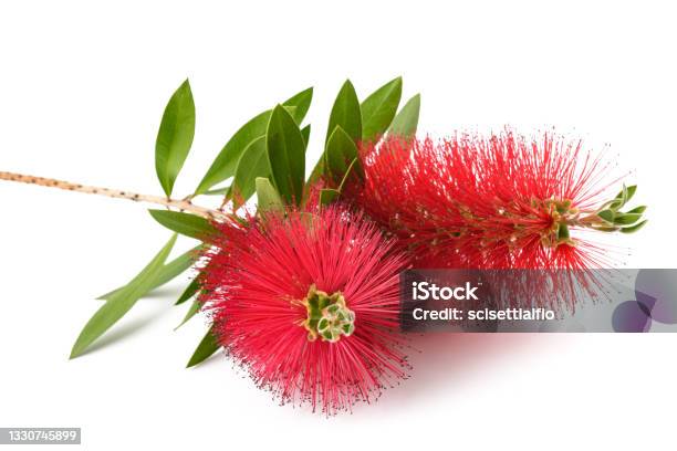 Callistemon Flowers Stock Photo - Download Image Now - Bottlebrush - Plant, Melaleuca Tree, Cut Out
