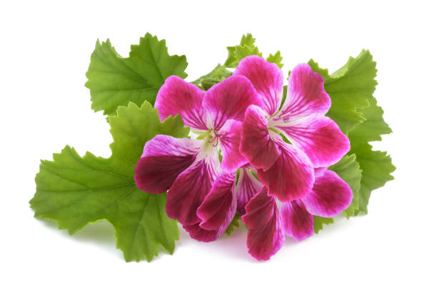 geranium flowers - geranium imagens e fotografias de stock