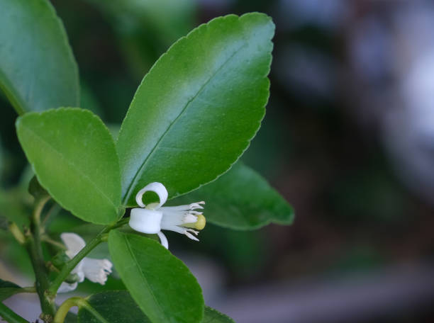 frische weiße zitronenblüten beginnen mit grünem tropfen zu blühen. thailändische kräuterzutat essen - agriculture branch cut flowers citrus fruit stock-fotos und bilder