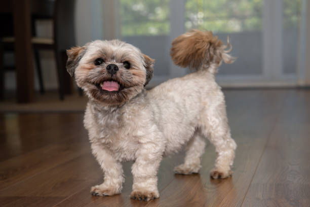 Shih Tzu dog standing on a wooden floor, in a living room,  It is happy, smiling, waving its tail and looking at the camera in a front position. The Shih Tzu is an Asian toy dog breed originating from Tibet. This breed is well-known for their short snout and large round eyes, as well as their ever growing coat, floppy ears, and short and stout posture.