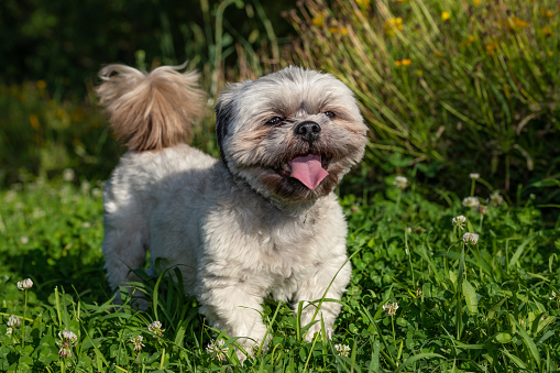 Shih Tzu dog in a green garden, among clovers and marigolds, during the afternoon. It appears to smile while waving its tail. The Shih Tzu is an Asian toy dog breed originating from Tibet. This breed is well-known for their short snout and large round eyes, as well as their ever growing coat, floppy ears, and short and stout posture.
