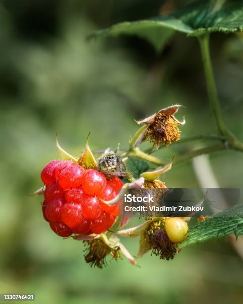 Spider Rasberry A Jumping Spider Sits On A Raspberry Berry Stock Photo - Download Image ...