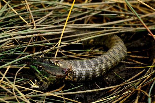 istock Reptiles in their natural environment 1330746608