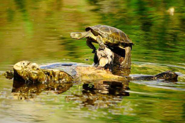 istock Reptiles in their natural environment 1330746611