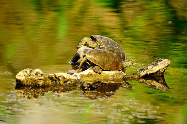 istock Reptiles in their natural environment 1330746614