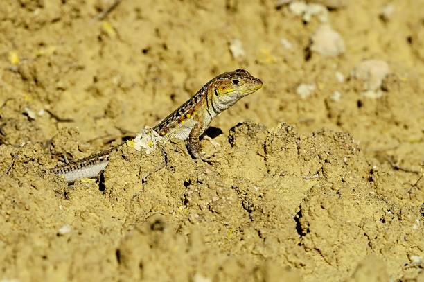 istock Reptiles in their natural environment 1330746615