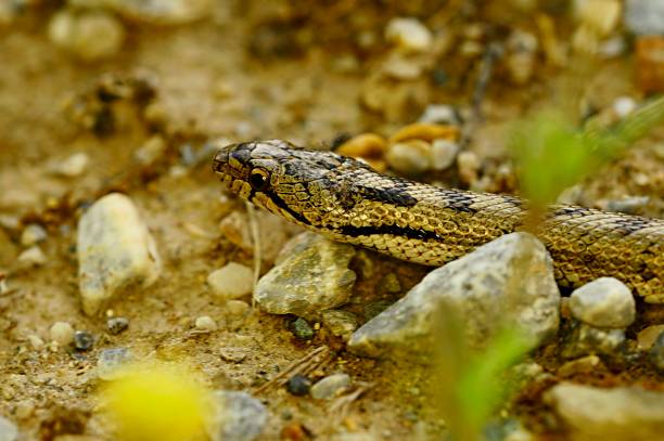 istock Reptiles in their natural environment 1330746617