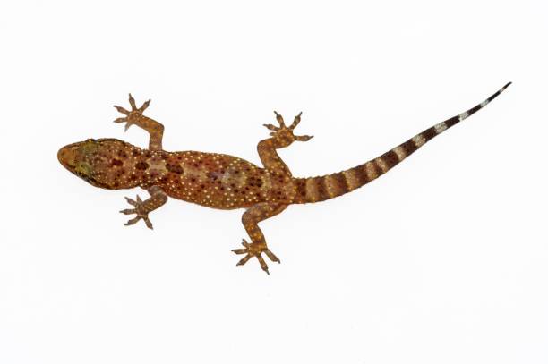 istock Reptiles in their natural environment 1330746633