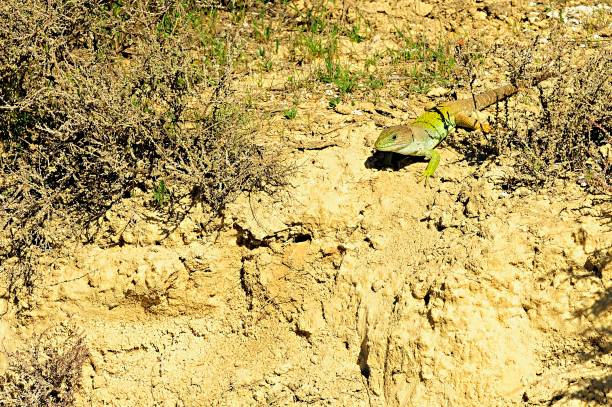 istock Reptiles in their natural environment 1330746646