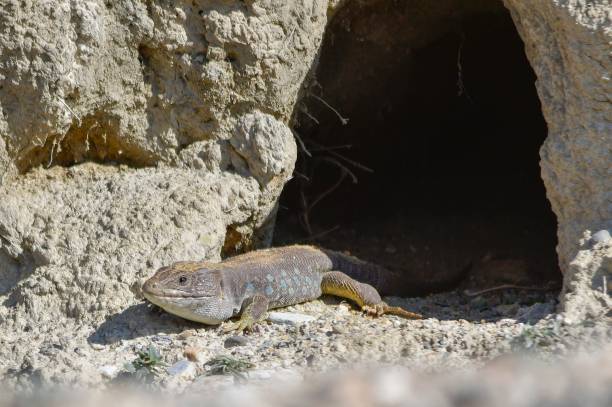 istock Reptiles in their natural environment 1330746654