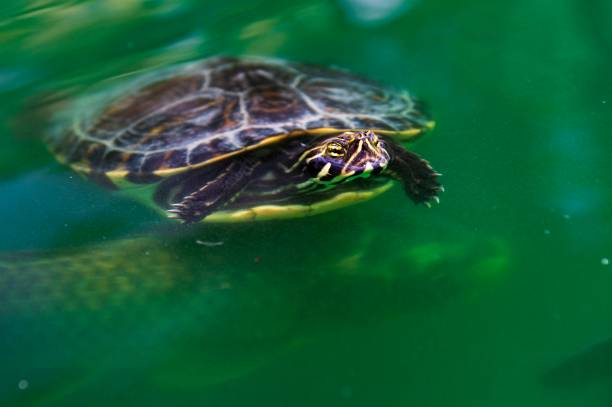 istock Reptiles in their natural environment 1330746670