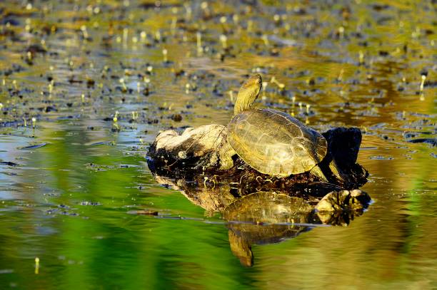 istock Reptiles in their natural environment 1330746671