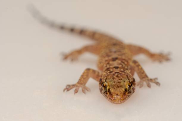 istock Reptiles in their natural environment 1330746672