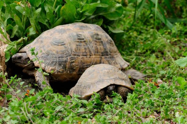 istock Reptiles in their natural environment 1330746675