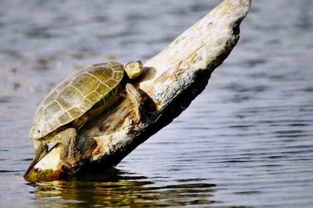 istock Reptiles in their natural environment 1330746681