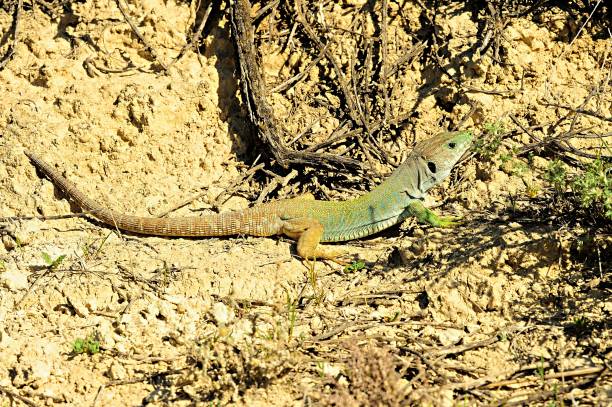 istock Reptiles in their natural environment 1330746682