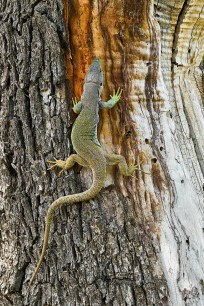 istock Reptiles in their natural environment 1330746697