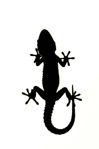 Tarentola mauritanica - The common gecko is a small reptile of the Gekkonidae family