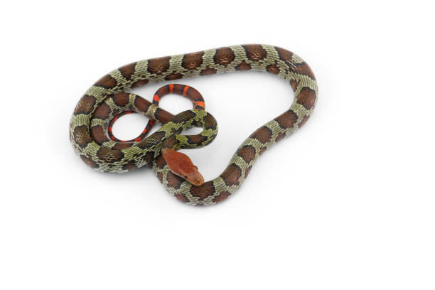 istock 100 Flower rat snake isolated on white background 1330747642