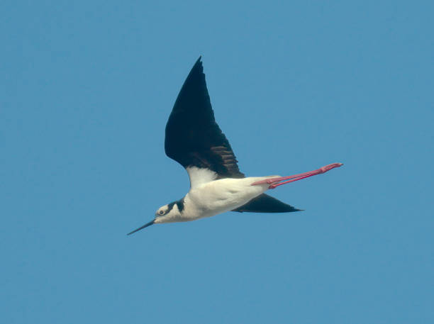 istock A White-backed Stilt flying over a beach in central Chile 1330749189