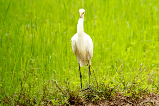 Intermediate egret or  median egret in a paddy field, green background