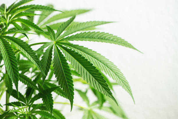 istock Marijuana leaves, cannabis on a white background, beautiful background, indoor cultivation. With copy space 1330749945