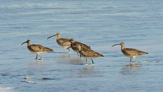 Five Hudsonian Whimbrel (Numenius hudsonicus) patrol the surf in central Chile. These will be non-breeding birds, perhaps immatures,  “summering” in winter South America as breeding Whimbrel should be currently nesting on the North American tundra.