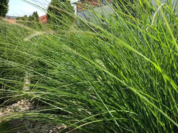 istock Ornamental grasses in the wind 1330752443