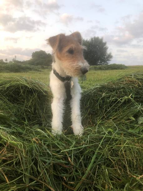 istock Morning haze with a young Foxterrier 1330752468